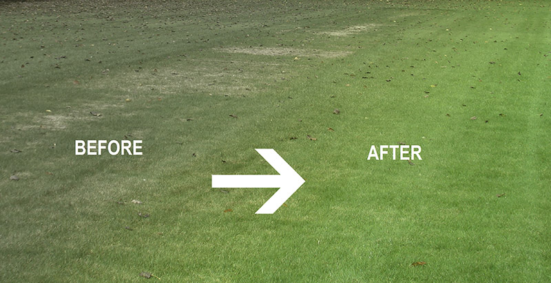 Before and after overseeding